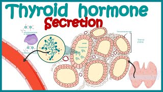 Thyroid hormone secretion  Endocrinology  Synthesis of Thyroid Hormone [upl. by Guinn]