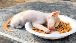 A kitten was taking last breath on a food plate because her mother cat wants new kittens now [upl. by Claire]