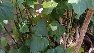 My Backyard Garden Chaya Tree Spinach Edible cooked leaves amp Stalk Tips [upl. by Elton319]