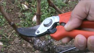 Żabra taddwieli bitteknika Cordon Cordon Grape vine pruning [upl. by Georgie]