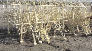 Theo Jansens strandbeest Theo Jansens beach animal [upl. by Okihcim]