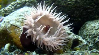 Beadlet anemone Actinia equina in native tank in Ireland HD [upl. by Ahsieket]