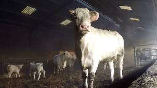 Une matinée dans un élevage Charolais en bretagne [upl. by Asiar]