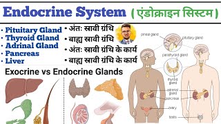 Endocrine System in hindi  Endocrine Gland  Pituitary Gland  Thyroid Gland  Liver  Pancreas [upl. by Lulu]