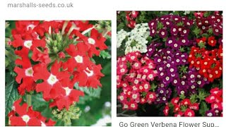 How to collect verbena flower seeds [upl. by Llehsram]