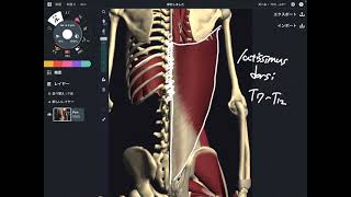 Anatomy and function of latissimus dorsi English [upl. by Hewart]