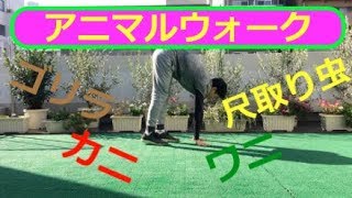 アニマルウォークエクササイズ（ゴリラ、カニ、尺取り虫、ワニ）Animal walk exercise（Gorilla Crab Inchworm Crocodile） [upl. by Nic886]