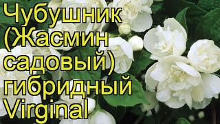 Чубушник гибридный Виргинал Краткий обзор описание характеристик philadelphus Virginal [upl. by Hardner924]