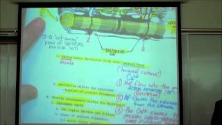 ANATOMY SKELETAL MUSCLE HISTOLOGY by Professor Fink [upl. by Mikkel]