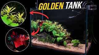 I Made a Nano Aquarium with Golden Plants Heres How [upl. by Mittel]