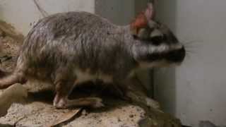 歩く＆食べるビスカーチャ Viscacha 20130509 [upl. by Acenahs]