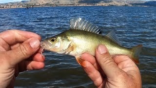 Redfin fishing at Lake Hume soo much fun and sooo many small redfin [upl. by Annoyed500]