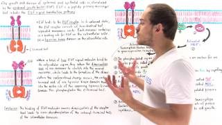 EGF Signal Transduction Pathway [upl. by Dex]