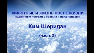 ЖИВОТНЫЕ И ЖИЗНЬ ПОСЛЕ ЖИЗНИ Подлинные истории о братьях наших меньших КИМ ШЕРИДАН [upl. by Melmon]