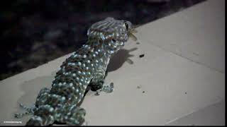 Tokay Gecko Gekko gecko [upl. by Clive595]