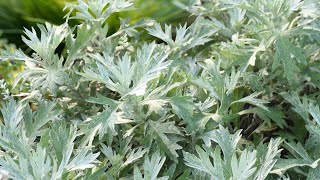 Planting Artemisia Silver Lining by Proven Winners [upl. by Nannaihr]