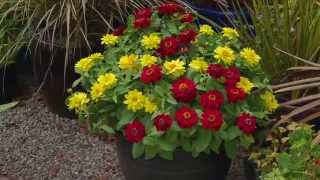 Profusion Zinnia Explosive Easy Color [upl. by Lieno]