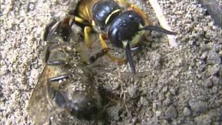 Bee Wolves Philanthus triangulum nesting on a Surrey Heath [upl. by Alel]