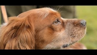 Les Rencontres SaintHubert  une passion très forte entre le conducteur et son chien [upl. by Philips]