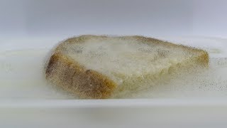 Bread molding  time lapse 4K [upl. by Seana]