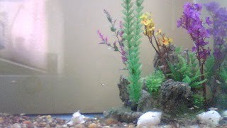 Babies Convicts Cichlids Growing Fast [upl. by Cesar]