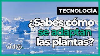 Así se Adaptan las Plantas de la Antártida a la Intensa Radiación UV VidaTV tecnología [upl. by Pollie]