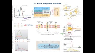 2  From EPSPsIPSPs to neuron action potential amp coding Steps Concepts amp Mechanisms [upl. by Mirelle]