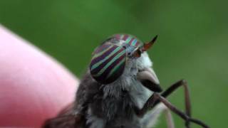 Horse Fly Tabanidae Hybomitra Closeup [upl. by Lemrej]