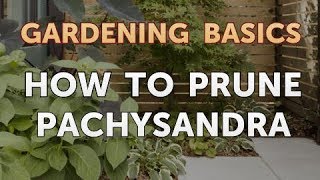 How to Prune Pachysandra [upl. by Nicky]