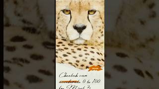 Cheetah The Ultimate Predator cheetah wildlife youtubeshorts gazzelle channelroyalbengalo2y [upl. by Julianne]