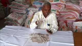 Ragi seed treatment using Azospirillum [upl. by Bum214]