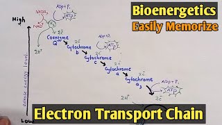 Respiratory Chain  Electron Transport Chain  Class 11 Biology [upl. by Eugenius102]