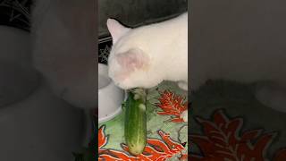 Kitten eating cucumber 🥒 shorts kitten catlover cat asmr trending cute [upl. by Gabrielli]