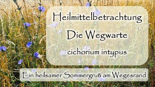 Wegwarte  cichorium intypus  Heilmittelbetrachtung  Dr med Liane PreuMaiwald  Würzburg [upl. by Filia338]