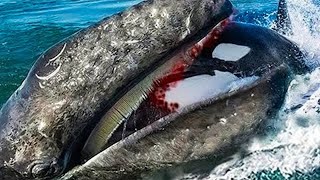 10 Times Sea Animals Messed with the Wrong Opponent [upl. by Illene178]