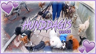 HUNDDAGIS amp BÖRJA DEJTA IGEN  Vlogg [upl. by Nagaet]