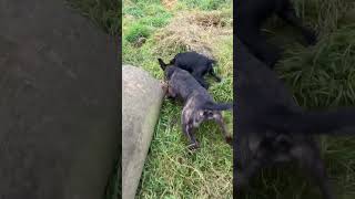 patterdale terrier caught rat with speed ratting [upl. by Pepin184]