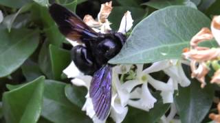 Xylocopa violacea [upl. by Lyreb]