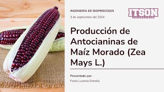 Producción de antocianinas del maiz morado Zea Mays L [upl. by Lindberg706]