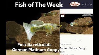 Poecilia reticulata German Platinum Guppy ImperialTropicals [upl. by Mayman]