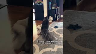 Flirting Maine coons Novas Royal Pets mainecoon mainecoonkittens cat mainecoons [upl. by Ahsiruam401]