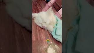 Miss you baccha 🥺catcutecatloveryoutubeshort [upl. by Ahsen895]