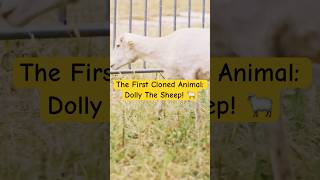 The First Cloned Animal Dolly The Sheep 🐑 [upl. by Nahsar]