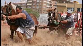 CABALLOS DE TIRO Y ARRASTRE EN SILLA VALENCIA [upl. by Merfe294]