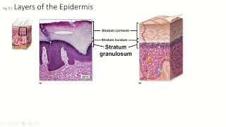 Ch5 Pt3 Integumentary System Strata spinosum granulosum lucidum [upl. by Rosalyn]