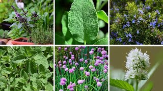 Perennial Power 6 Herbs That Brave Winter and Flourish Year After Year [upl. by Crispin]