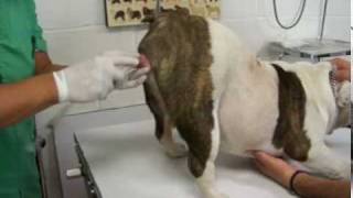 bulldog maximo inseminacion dia 1 [upl. by Ellenwahs606]