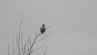 Dzierzba srokosz  Great grey shrike  Lanius excubitor [upl. by Anema]