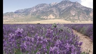 How to Make Lavender Water Homemade Vintage Old Recipe Sweet Scented [upl. by Barrow889]