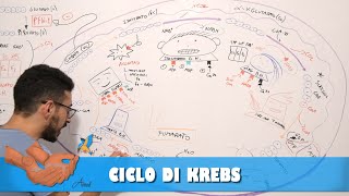 Ciclo di Krebs [upl. by Garv]